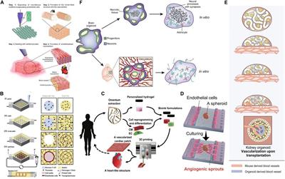 Review on the Vascularization of Organoids and Organoids-on-a-Chip